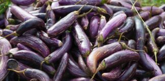 Експерти назвали найкращі дати для посадки баклажанів на розсаду