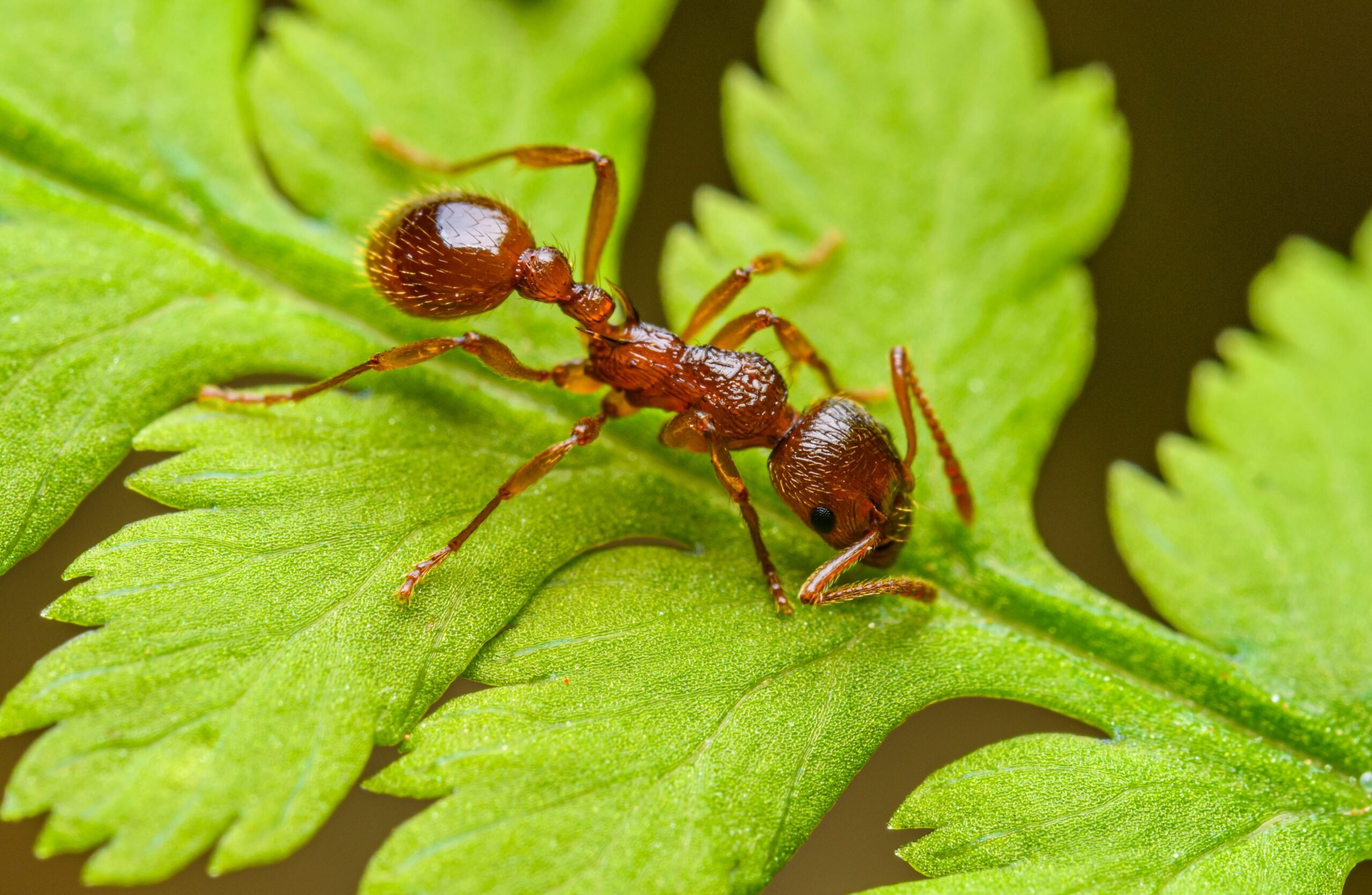 Як видко та ефективно позбутися мурах на городі