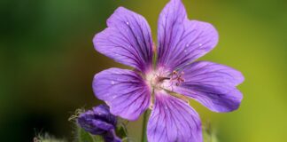 Як виростити пишний кущ герані в домашніх умовах