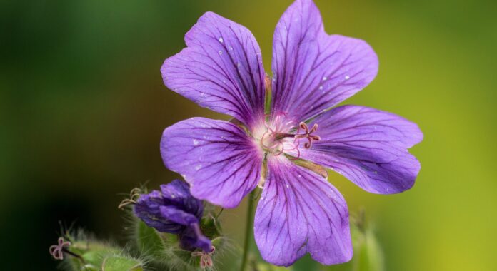 Як виростити пишний кущ герані в домашніх умовах Як виростити пишний кущ герані в домашніх умовах