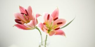 ТОП-6 невибагливих у догляді квітів для вашого саду