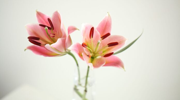 ТОП-6 невибагливих у догляді квітів для вашого саду ТОП-6 невибагливих у догляді квітів для вашого саду