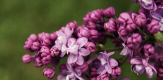 Як правильно обрізати бузок восени 