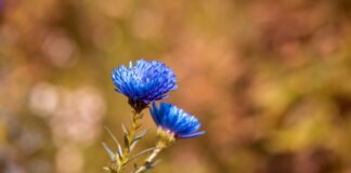 Найкращі квіти для посіву перед сильними морозами