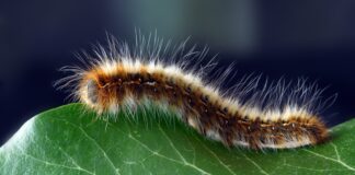 Гуманні методи боротьби з гусеницями на городі