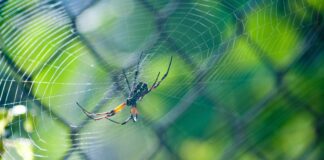 Як позбутись павуків швидко та без витрат