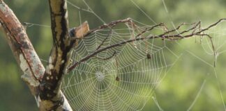 Чому краще залишити садових павуків у спокої