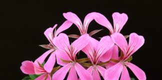 Квітникар розповів, чому герань краще підживлювати дріжджами