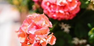 Як виростити пишний кущ герані в домашніх умовах