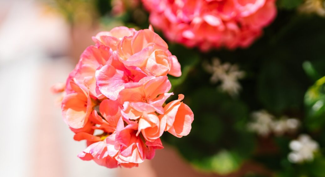 Як виростити герань, яка вже переросла: завдяки цій підкормці пишний цвіт гарантовано за 2 місяці 