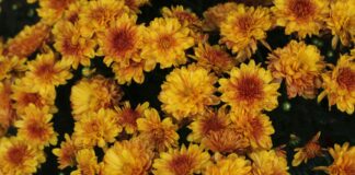 Експерти назвали квіти, які проростуть на сирій ділянці