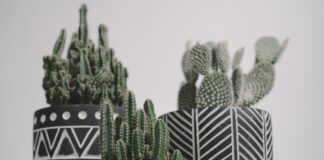 Які рослини посадити вдома, щоб завжди було щастя