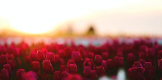 Чи потрібно щороку викопувати цибулини тюльпанів