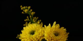 Садівник розповів, навіщо висаджувати квіти заздалегідь восени