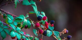 Які ягоди притягують до себе шкідників