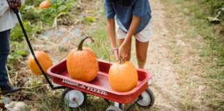 Як правильно виростити гарбуз на своїй ділянці