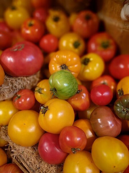 Більшість зелених помідорів містять соланін