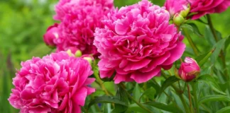 Експерти назвали список рослин, заборонених до обрізки восени