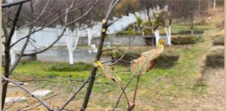 Осіння побілка дерев має безліч переваг