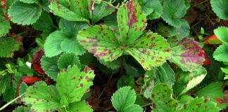 Чим полити полуницю для гарного та соковитого врожаю 