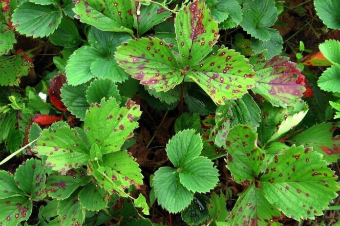 Чим полити полуницю для гарного та соковитого врожаю 