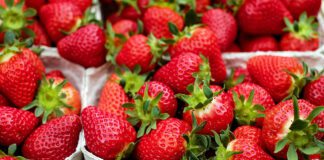 Осінь - чудовий час для підготовки полуниці до майбутнього сезону