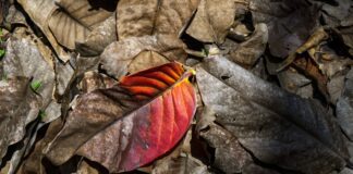 Що можна зробити з опалим листям восени