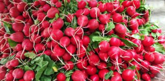 Редис - овоч, багатий на вітаміни та мінерали