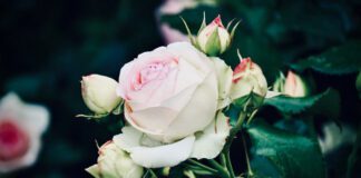 Що робити, щоб бутони троянд не чорніли 