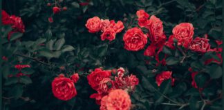 Осіннє підживлення троянд - важливий етап