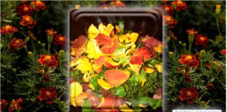 Квіти чорнобривців мають велику кількість поживних властивостей