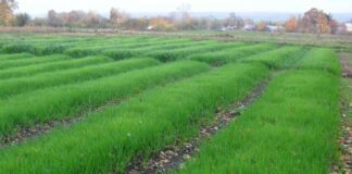 Як можна підвищити родючість грунту: прості поради 