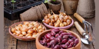 Перший крок - вибір морозостійкого сорту