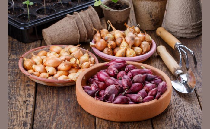 Перший крок - вибір морозостійкого сорту Перший крок - вибір морозостійкого сорту