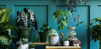 Садівник розповів, які домашні квіти слід обрізати для гарного росту