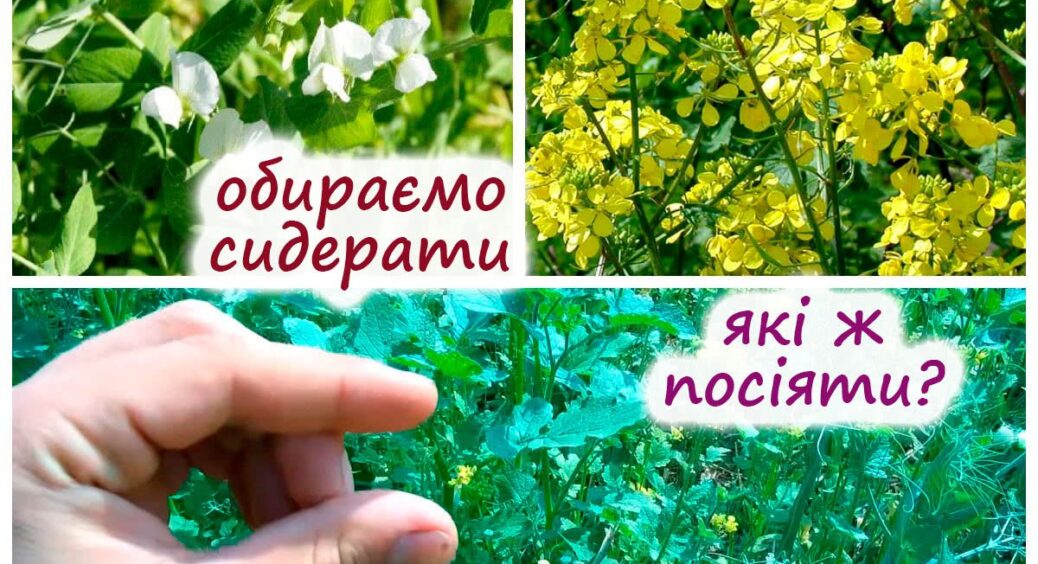 Чим засіяти город восени, щоб омолодити землю до нового врожаю: ТОП-3 рослини для оздоровлення ґрунту 