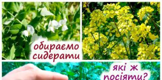 Городник розповів, що потрібно висадити на городі після збирання врожаю