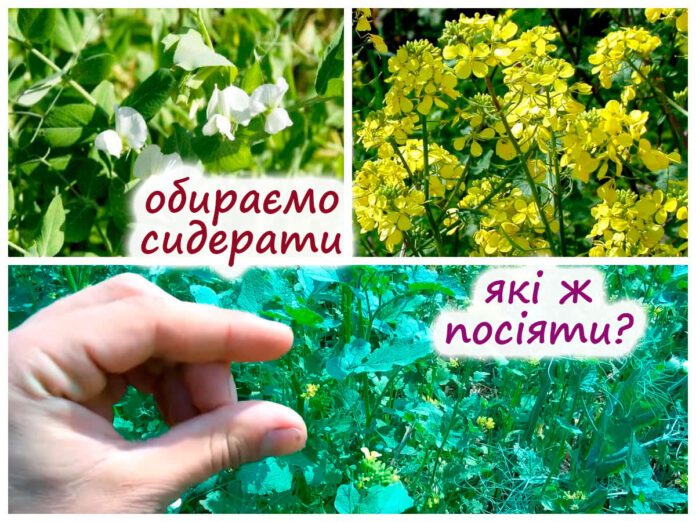 Городник розповів, що потрібно висадити на городі після збирання врожаю Городник розповів, що потрібно висадити на городі після збирання врожаю