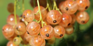 Смородина - одна з популярних ягідних культур у саду