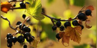 Захист смородини від шкідників - запорука гарного врожаю