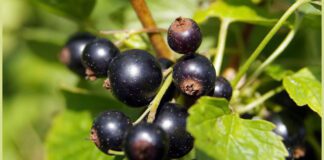 Не поспішайте викорчовувати старі кущі смородини