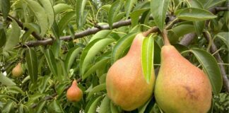 Городники розповіли, як правильно обрізати груші для щедрого врожаю