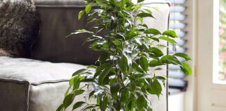 Чим можна підживити фікус для здорового вигляду рослини