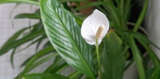 Садівники розповіли, що не можна зробити зі спатифілумом