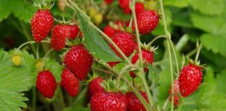  Садівники пояснили, як підживити суниць після збору врожаю