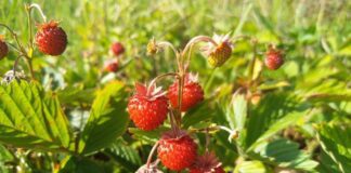 Експерти розповіли, чому суниця може не цвісти в саду