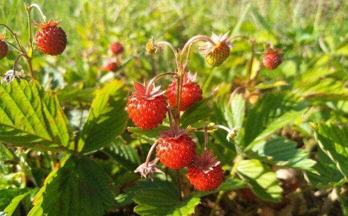 Експерти розповіли, чому суниця може не цвісти в саду