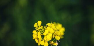 Сидерати зроблять землю родючою