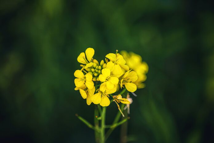 Сидерати зроблять землю родючою