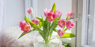 Як виростити тюльпани на підвіконні без ґрунту 
